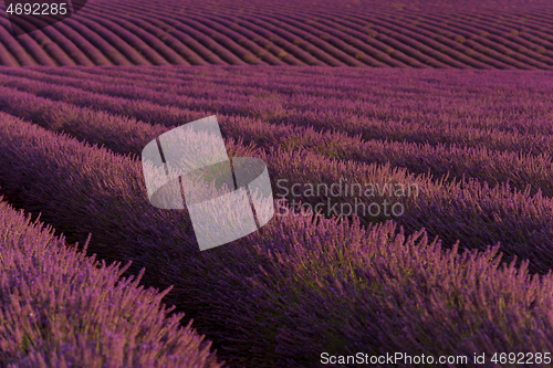 Image of levender field france