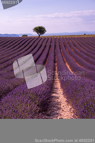 Image of purple lavender flowers field with lonely tree