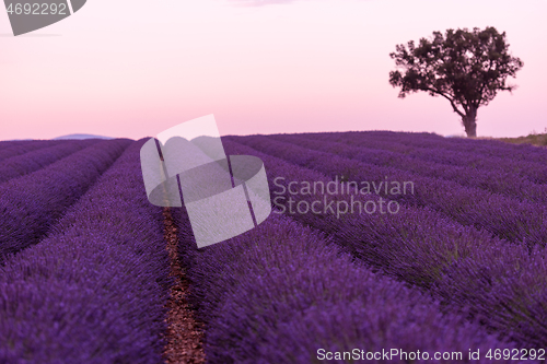 Image of purple lavender flowers field with lonely tree