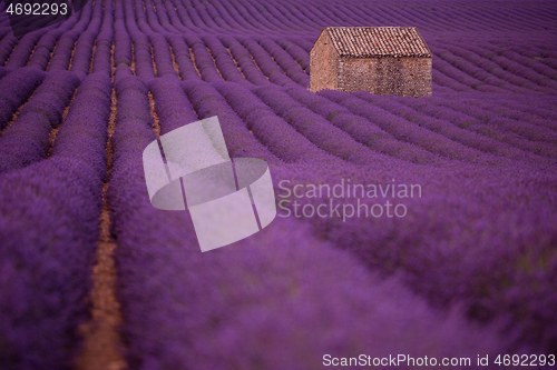 Image of purple lavender flowers field with lonely old stone house