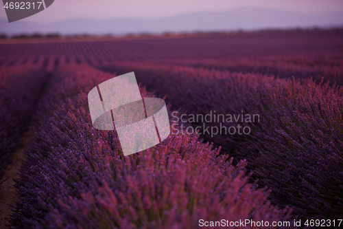 Image of levender field france