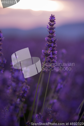 Image of closeup purple lavender field