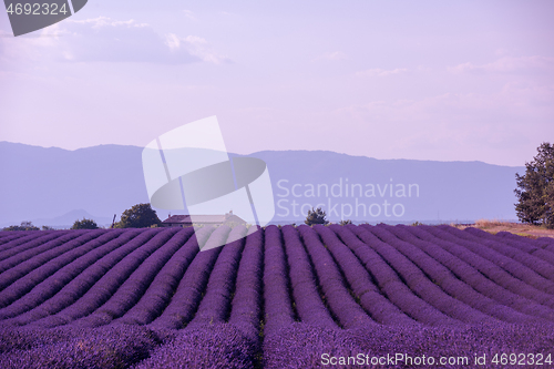 Image of levender field france