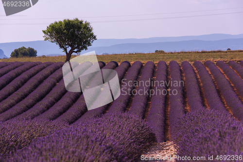 Image of purple lavender flowers field with lonely tree