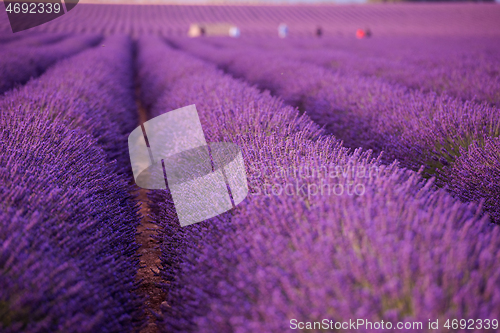 Image of closeup purple lavender field