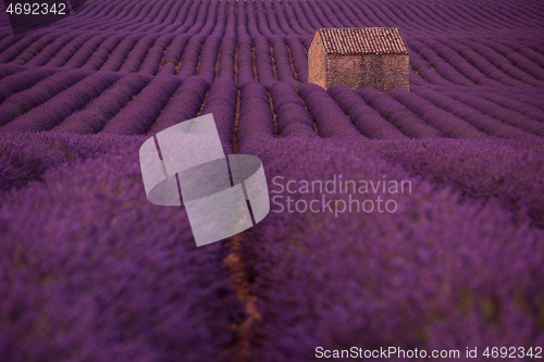 Image of purple lavender flowers field with lonely old stone house