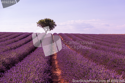 Image of purple lavender flowers field with lonely tree