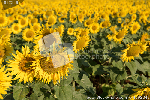 Image of sunflower field