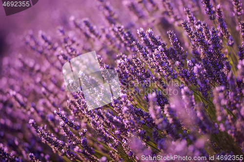 Image of closeup purple lavender field