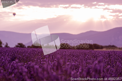 Image of levender field france