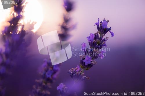 Image of closeup purple lavender field