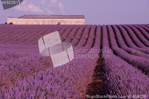 Image of levender field france