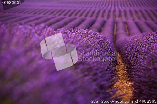 Image of levender field france