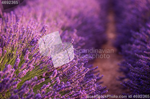 Image of closeup purple lavender field