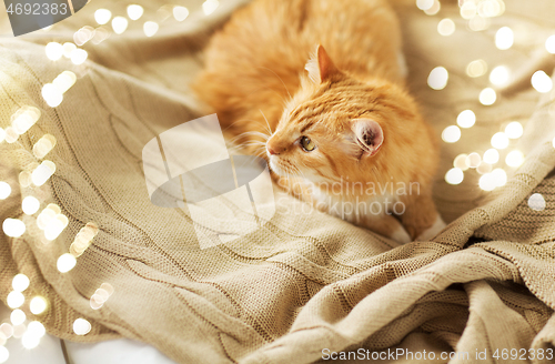 Image of red tabby cat lying on blanket at home in winter