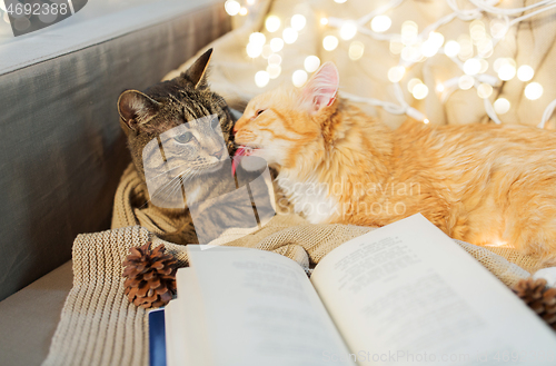 Image of two cats lying on sofa with book at home