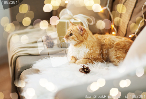 Image of red tabby cat on sofa with christmas gift at home