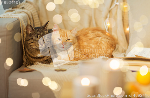 Image of two cats lying on sofa at home