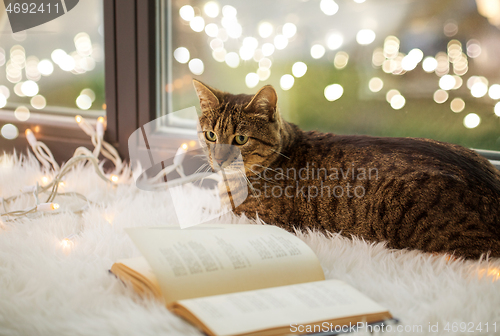 Image of tabby cat lying on window sill with book at home