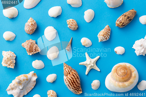 Image of different sea shells on blue background