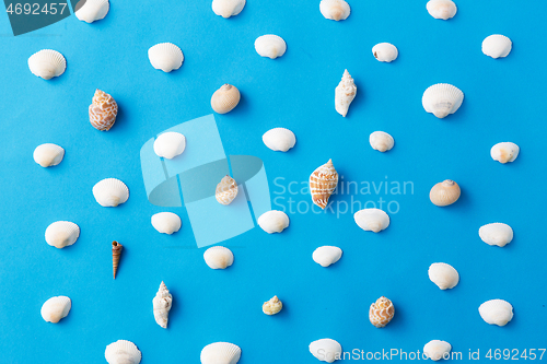 Image of different sea shells on blue background