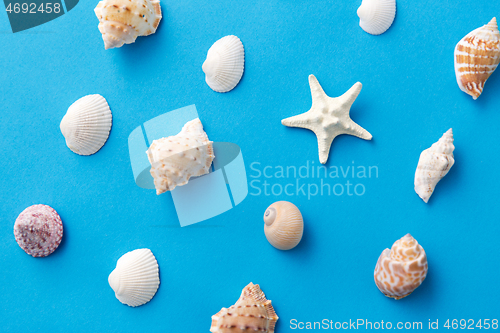 Image of different sea shells on blue background