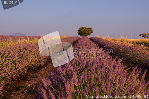 Image of purple lavender flowers field with lonely tree