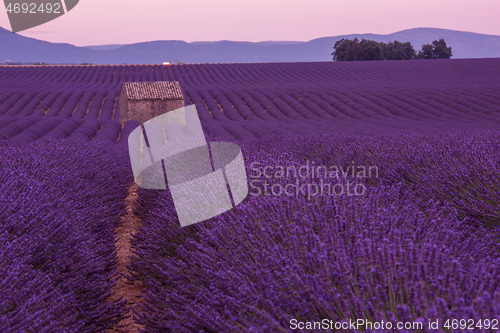 Image of purple lavender flowers field with lonely old stone house