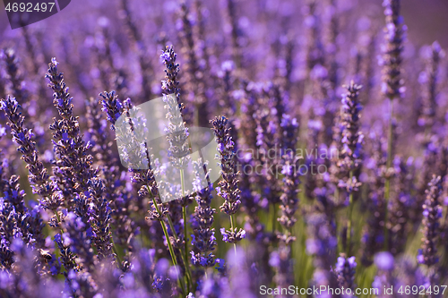 Image of closeup purple lavender field