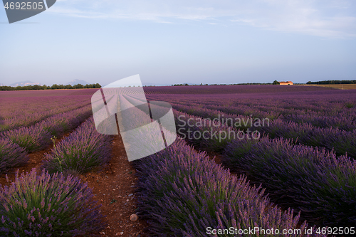 Image of levender field france