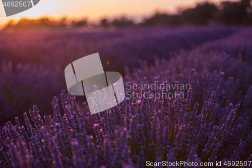 Image of closeup purple lavender field