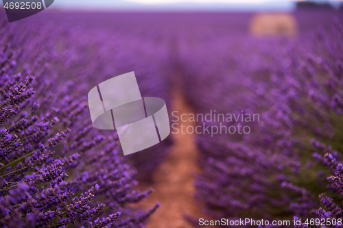 Image of purple lavender flowers field with lonely old stone house