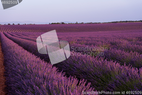 Image of levender field france