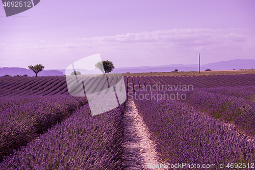 Image of purple lavender flowers field with lonely tree