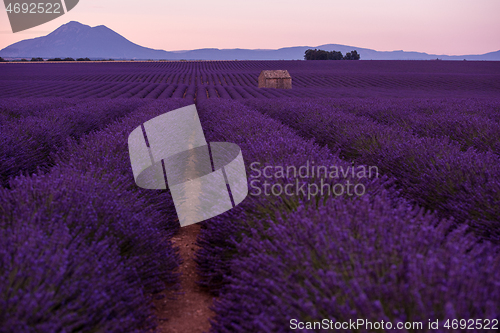 Image of purple lavender flowers field with lonely old stone house