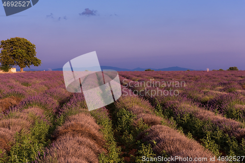 Image of levender field france