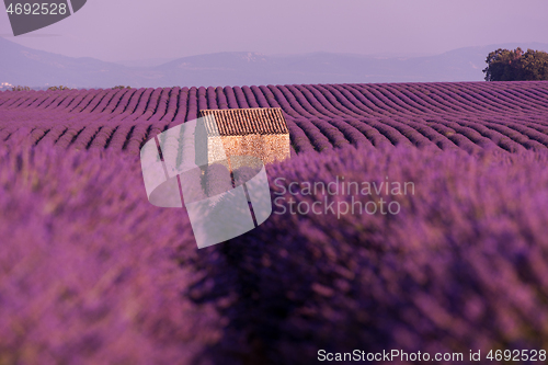 Image of purple lavender flowers field with lonely old stone house