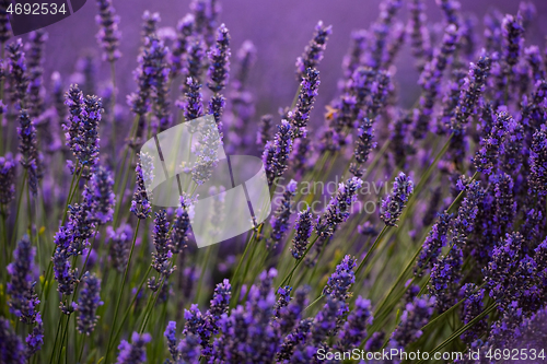 Image of closeup purple lavender field