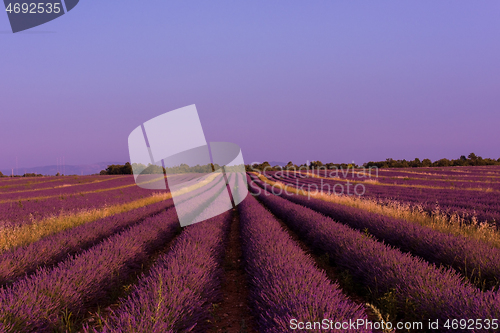 Image of levender field france