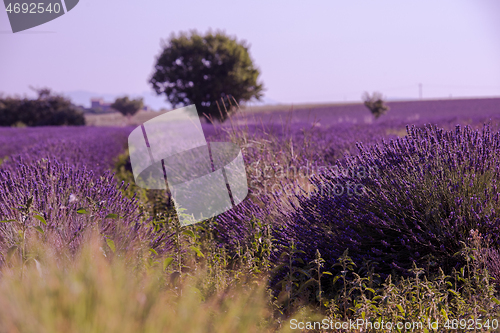 Image of purple lavender flowers field with lonely tree