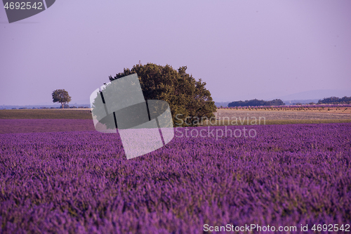 Image of purple lavender flowers field with lonely tree