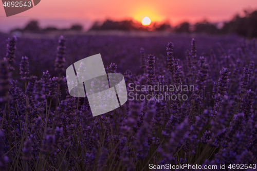 Image of closeup purple lavender field