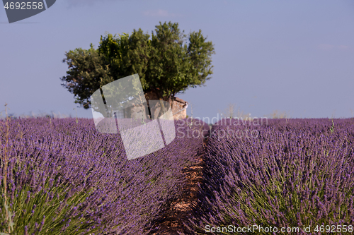 Image of purple lavender flowers field with lonely tree