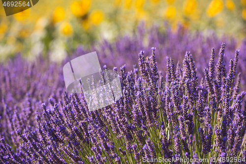 Image of closeup purple lavender field