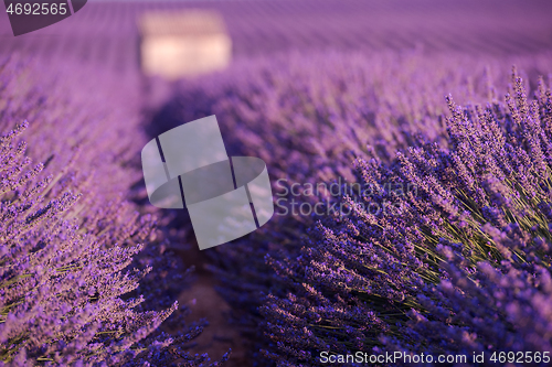 Image of purple lavender flowers field with lonely old stone house