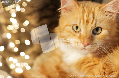 Image of close up of red tabby cat