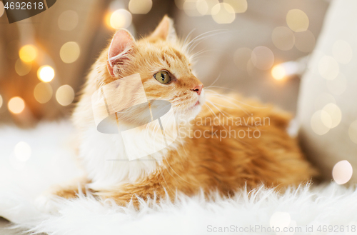 Image of red tabby cat on sofa with sheepskin at home