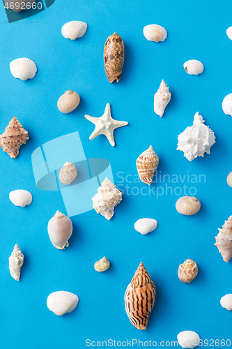 Image of different sea shells on blue background