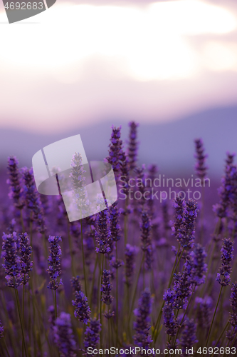 Image of closeup purple lavender field