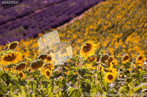 Image of lavender and sunflower field france